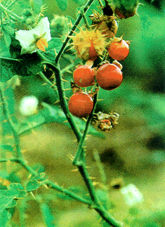 Cà dại quả đỏ - Solanum surattense Burm