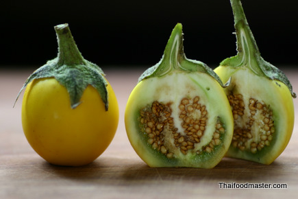 Cà trái vàng, hay Cà tàu - Solanum xanthocarpum Schrad Wendl