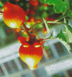 Cà vú dê - Solanum mammosum L