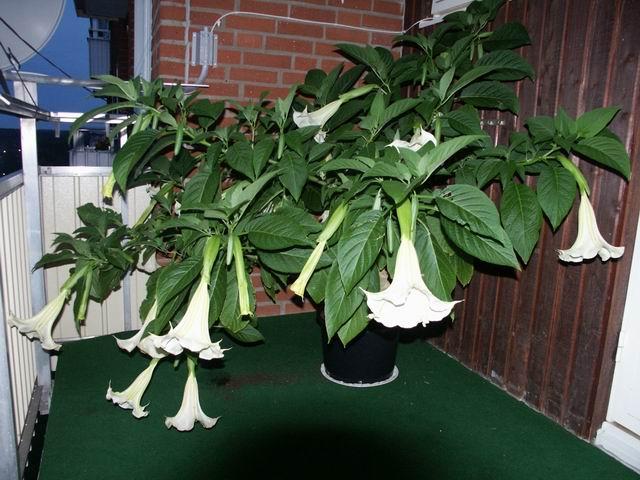 Cà độc dược - Brugmansia suaveolens (Willd.)